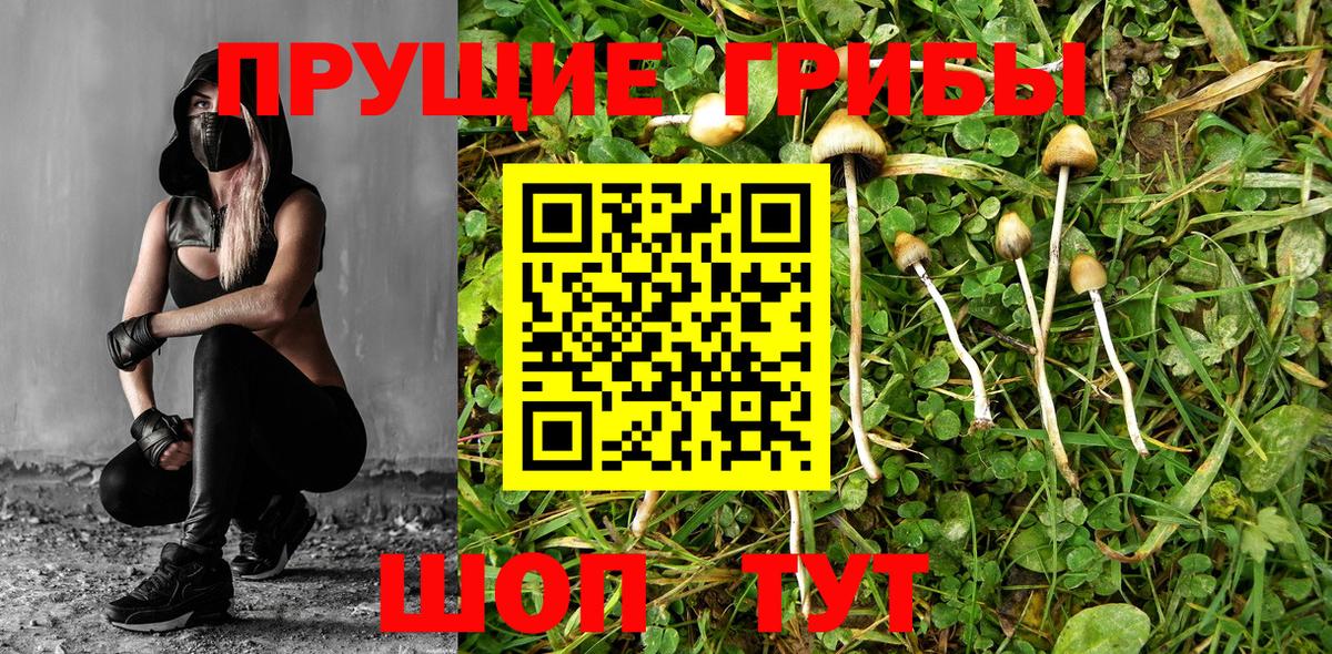 магазин  наркотиков  Псилоцибиновые грибы прущие грибы  Вход с VPN  Хасавюрт 